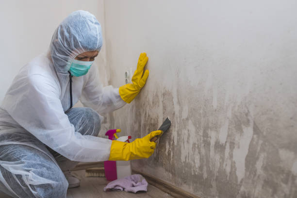 Best White Mold Remediation in Mabank, TX