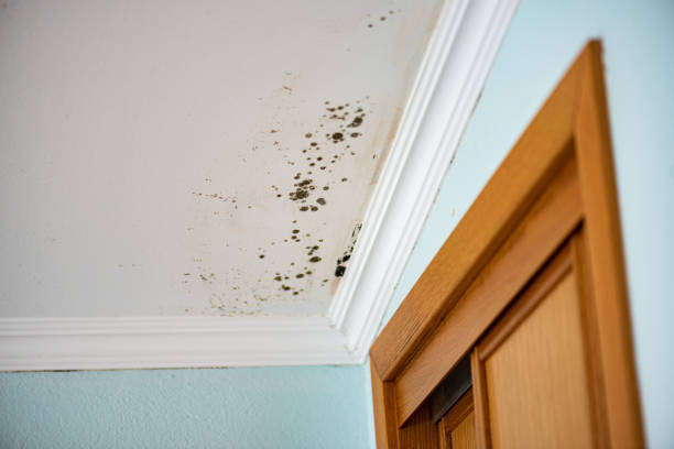 Best Residential Mold Remediation in Mabank, TX