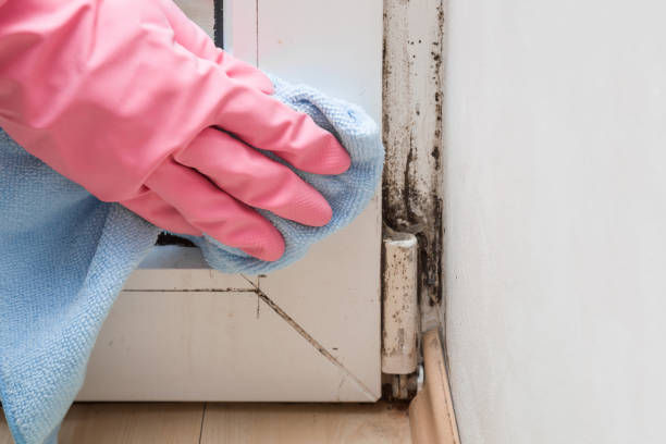 Best Mold Testing and Inspection Services in Mabank, TX