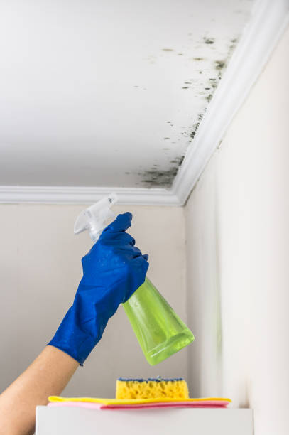 Best Post-Flood Mold Remediation in Mabank, TX